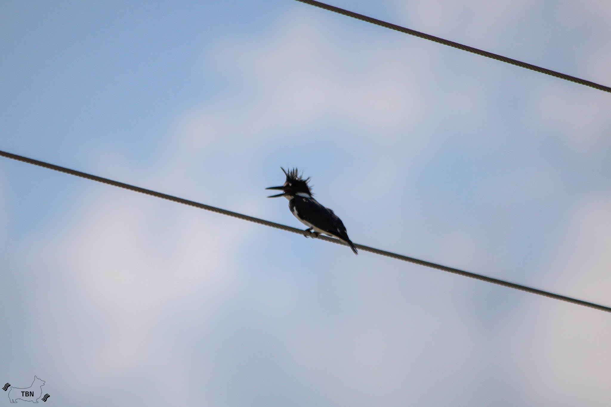 Belted Kingfisher